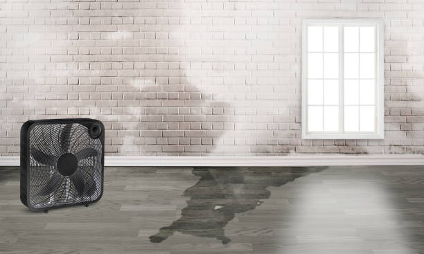 Best Water damage restoration near me  in Hamburg, IA